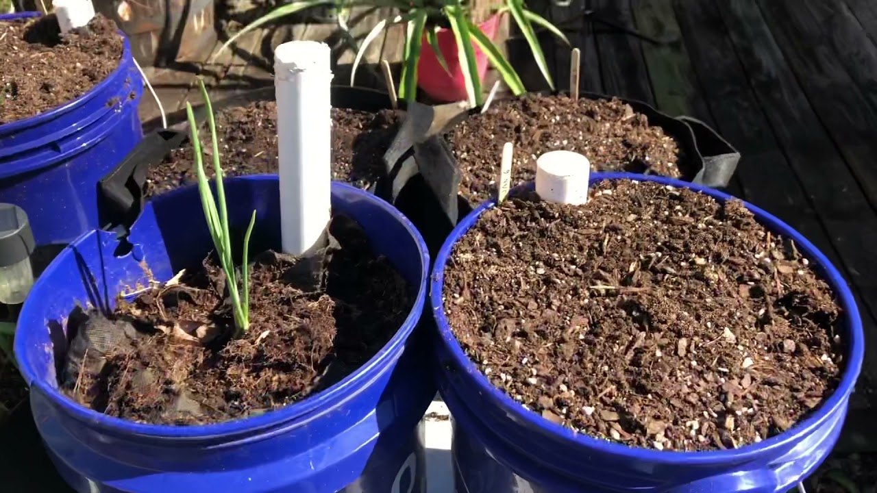 First Backyard Garden Fail for 2022