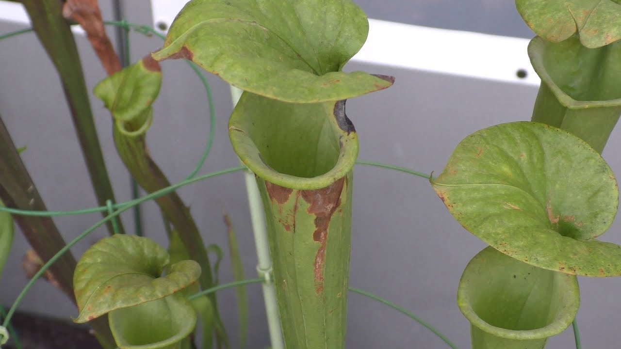 食虫植物 サラセニア フラバ キバナヘイシソウ Yellow Pitcher Plant Youtube