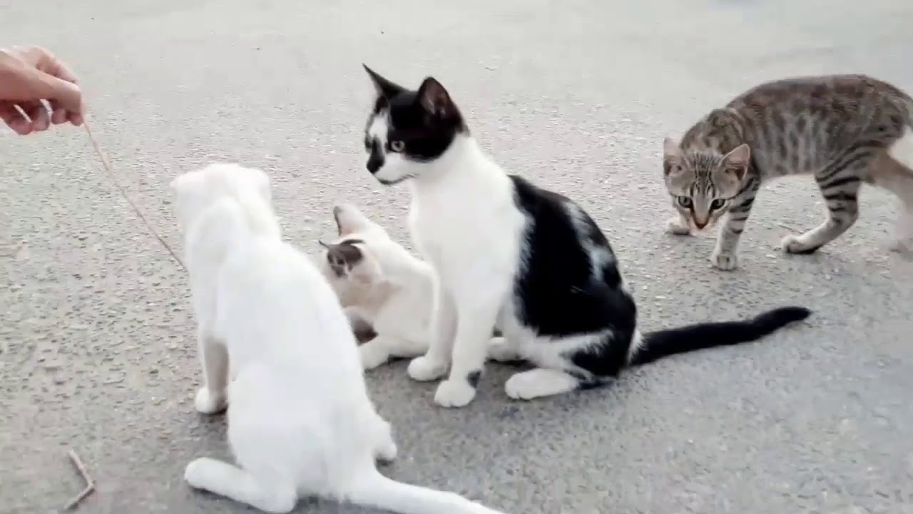 Day 6 in Methoni Greece 🇬🇷