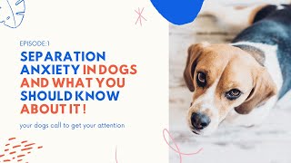 What is dog separation anxiety in dogs and what you should know about it