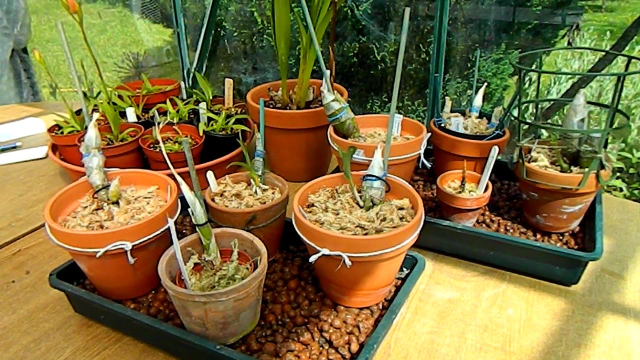 3. European Orchid Project & Catasetum Update - surprise developments