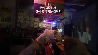 간식 훔쳐먹는 강아지 #브이로그 #강아지 #간식 #놀이 #개춘기 #천재견 #허당 #오늘만 산다