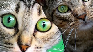FUNNIEST CAT VIDEOS 😂  FUNNY CATS COMPILATION #45 #cat #funnycats #catcompilation #funnyanimals by Funny Felines 306 views 9 months ago 40 minutes