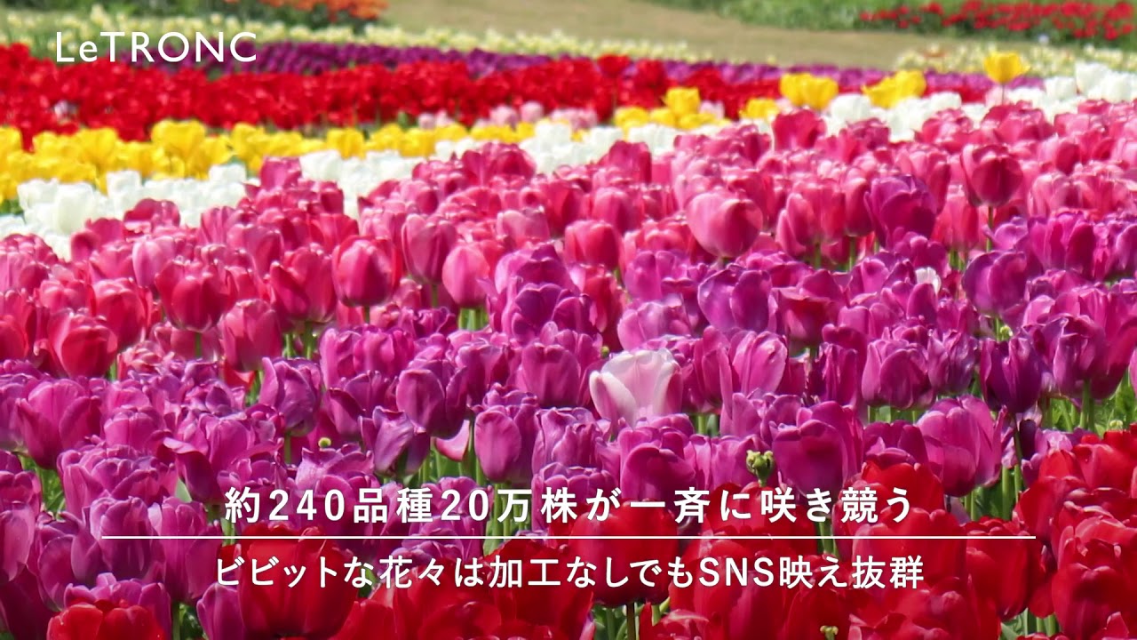 ビビットなグラデーションに心が弾む 関西屈指のチューリップ畑 18年4月4日 エキサイトニュース