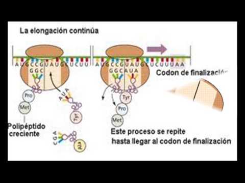 Video: Biosíntesis De Proteínas: Breve Y Clara