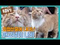 첩첩산중에 나타난 애교냥이 ‘나비’ I TV동물농장 (Animal Farm) | SBS Story