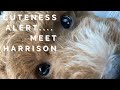 Meet Harrison the Miniature Poodle Puppy