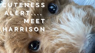 Meet Harrison the Miniature Poodle Puppy