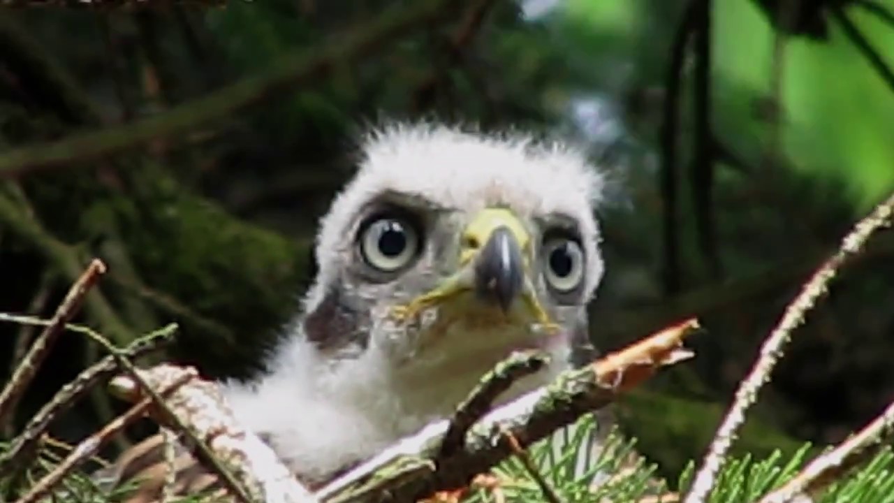 Duehøg unger II - Northern Goshawk chicks