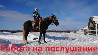 О послушании лошади в начале заездки.