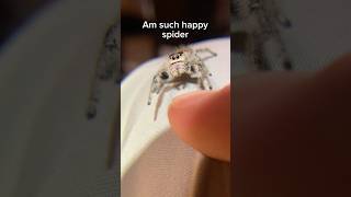 Regal jumping spider can’t decide wether or not to climb on my finger #regaljumpingspider #jumper