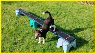 10 Dog Tricks With A Beam by Kathleen Tepperies CTDI, CAP3, FSG1 121 views 2 weeks ago 1 minute, 48 seconds