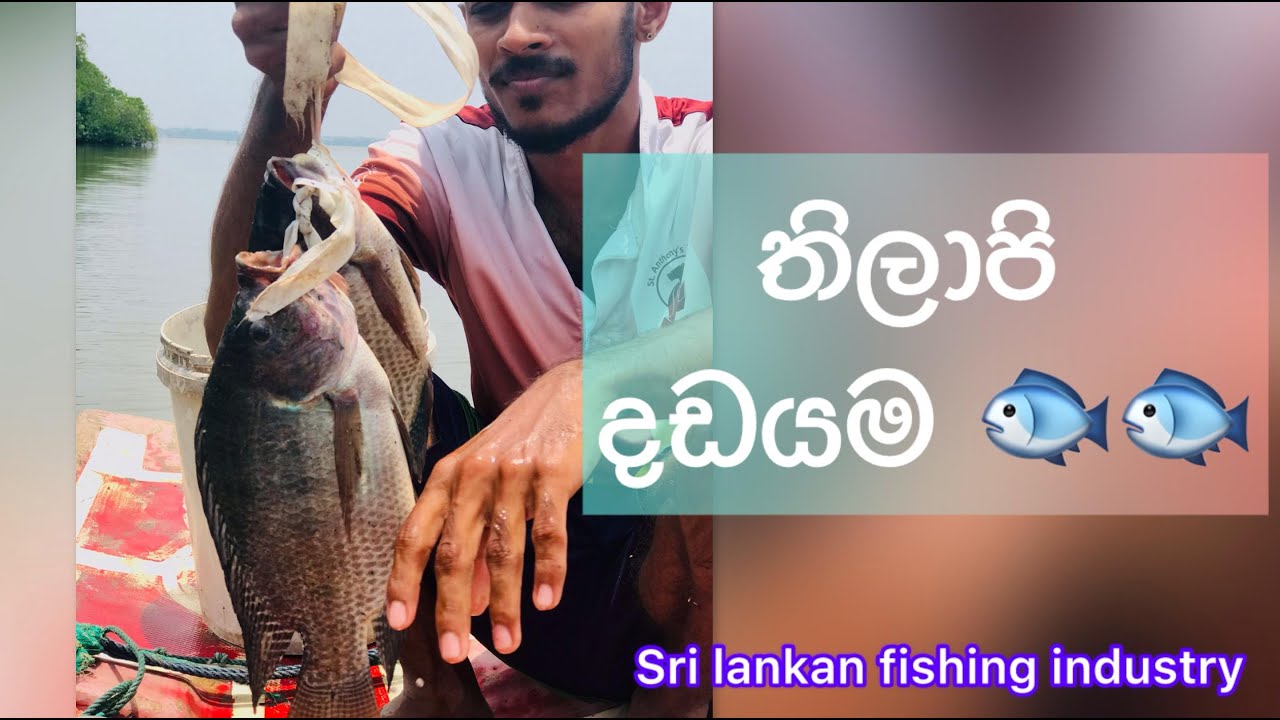 මල් ඉස්සෝ ඇමට අල්ලපු තිලාපි . #thilapia #fish #fishing #fishfarming #srilanka