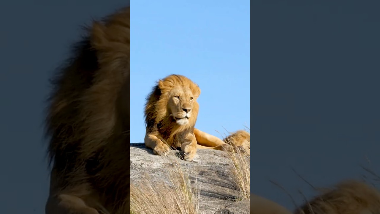 The Majesty of Serengeti Wildlife