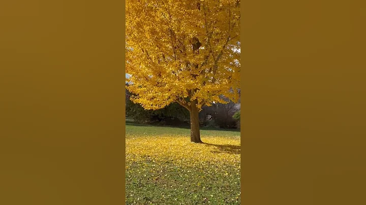 Leaves Changing Color-Ginkgo Tree Golden in Autumn - DayDayNews
