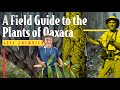 CREATING A FIELD GUIDE TO THE PLANTS OF OAXACA w/ Jeff Chemnick, Owner of Aloes in Wonderland JUNE23