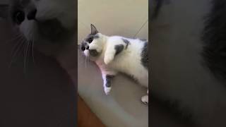 KETIKA KUCING KAKI PENDEK GAMAU DITINGGAL