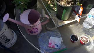 Transplanting