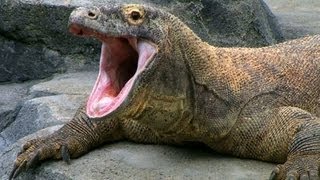 Komodo Dragons: The Largest Living Lizards