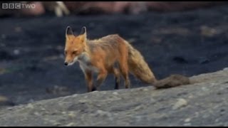 Red Fox vs. Walrus  Natural World  Walrus: Two Tonne Tusker Preview  BBC Two