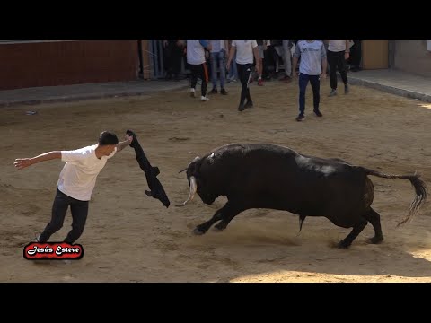 EL PUIG 2 TOROS DEL EL PÌLAR
