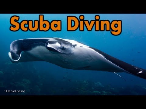 scuba-diving-in-thailand,-best-photos-of-manta-rays-&-whale-sharks