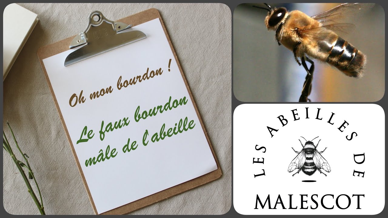 🎶 Oh mon bourdon ! Tout savoir sur le mâle de l'abeille 🐝 YouTube — free download