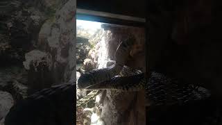 Serpiente Del Zoomat