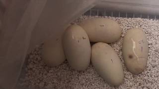 Ball python clutch #2  2018 !!!!! Net Worth