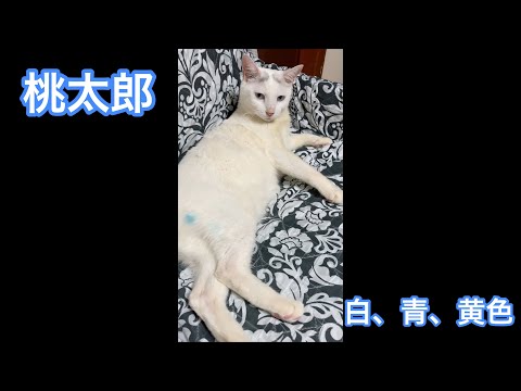 青くて黄色い猫