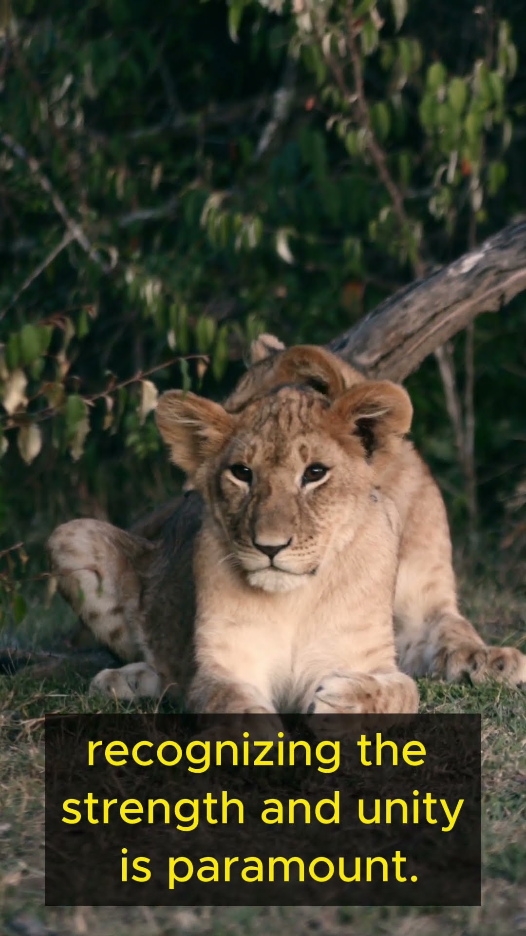 Life Lessons from Lions    Part 3 #shorts #lifelessons #wisdom #personalgrowth #lions #teamwork