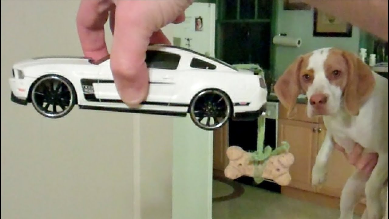 Dog Takes Toy Car for Spin: Cute Dog Maymo puppy paradise