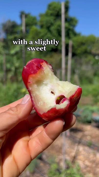 Wax jambu / rose apple 🍎 #fruit