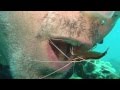 Drew's Cleaner Shrimp Teeth Cleaning