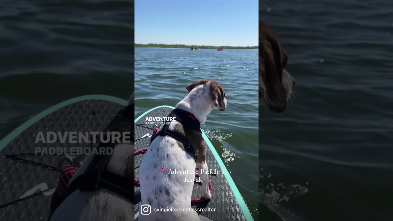 5 things to do on Long Island with your dog 