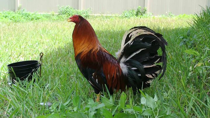 Gene Frizell's Yellow Leg Hatch (Ray Hoskins)