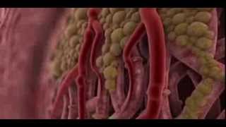 Fight Or Flight Response