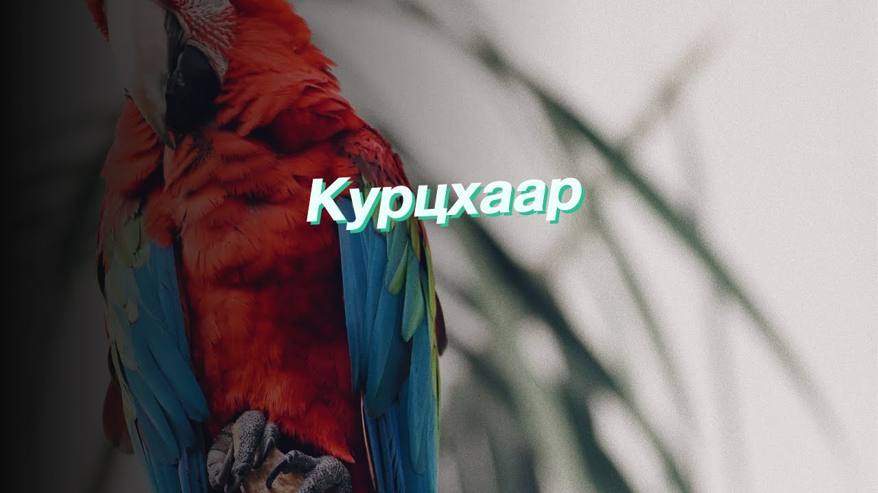 Курцхаар