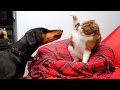 Смешные Кошки и Собаки Подборка #3 - Кошки Против Собак - Смешные Животные Ноябрь 2016 ( Выпуск #6 )