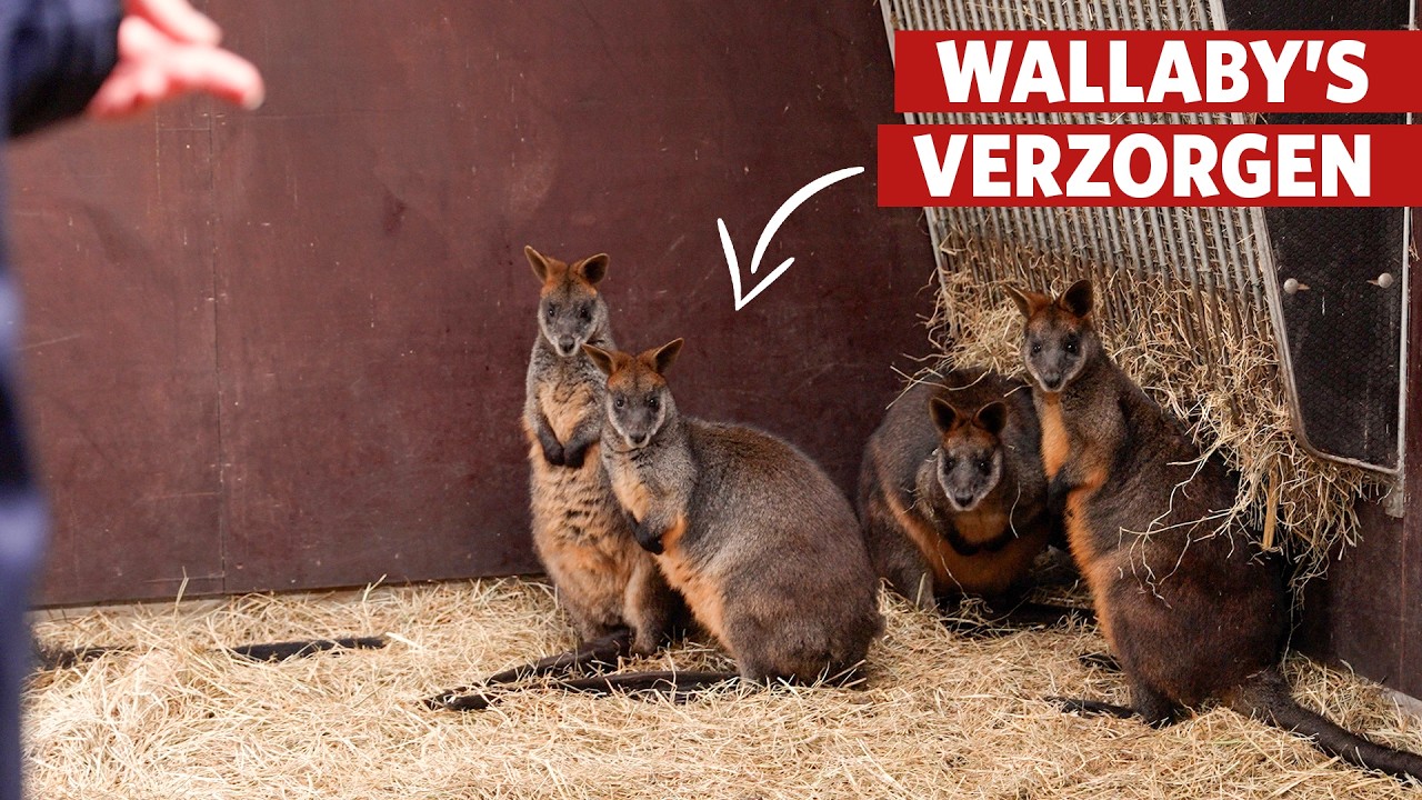 Schoonmaken tussen de moeraswallaby's! 🦘 | Burgers' Zoo achter de schermen