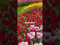 The tulips of keukenhof are truly special