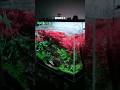 never grow your rotala like this #aquarium #naturetank #aquascaping #fishkeeping