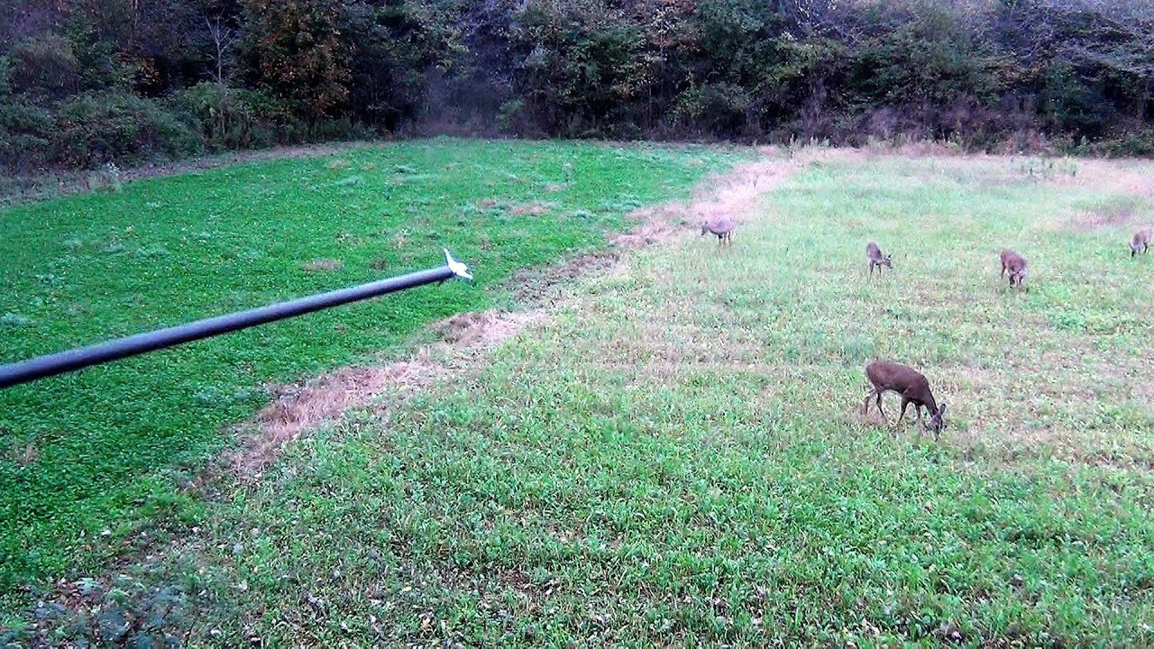 shooting in dc Justin HAMMERS A Big Mature Doe - Bow Hunting Whitetail Deer 2018 Pa