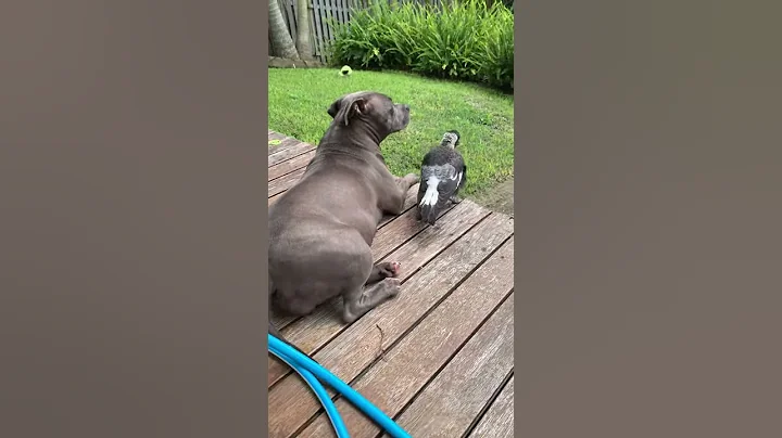 Unlikely Animal best friends English Staffy Peggy and Young Magpie Molly lazing in the sun - DayDayNews