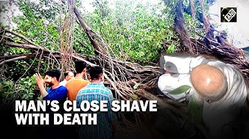 Cyclone Biparjoy: Narrow escape for man as massive tree falls on him in Vadodara
