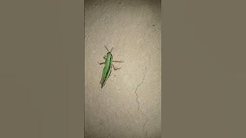 Grasshopper #caughtoncamera #youtubeshorts #video #youtube #grasshopper