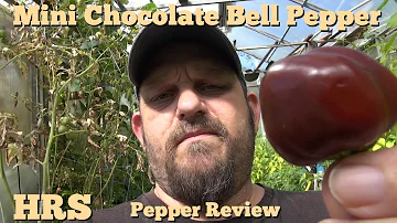 ⟹ Mini Chocolate Bell Pepper | Capsicum Annuum | Pod Review