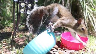 Animal Asmr Squirrels Eating #2024