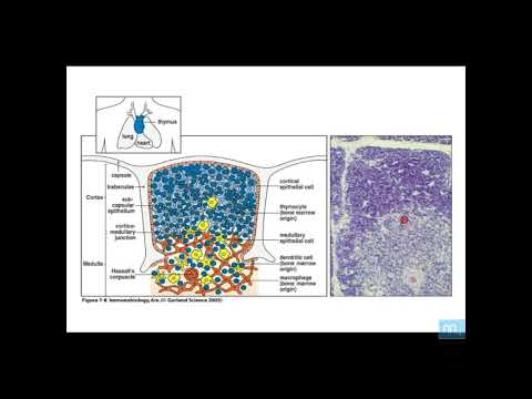 Vidéo: Vieillissement, Auto-immunité Et Arthrite: Sénescence Des Cellules T Et Contraction De La Diversité Du Répertoire Des Cellules T - Catalyseurs De L'auto-immunité Et De L