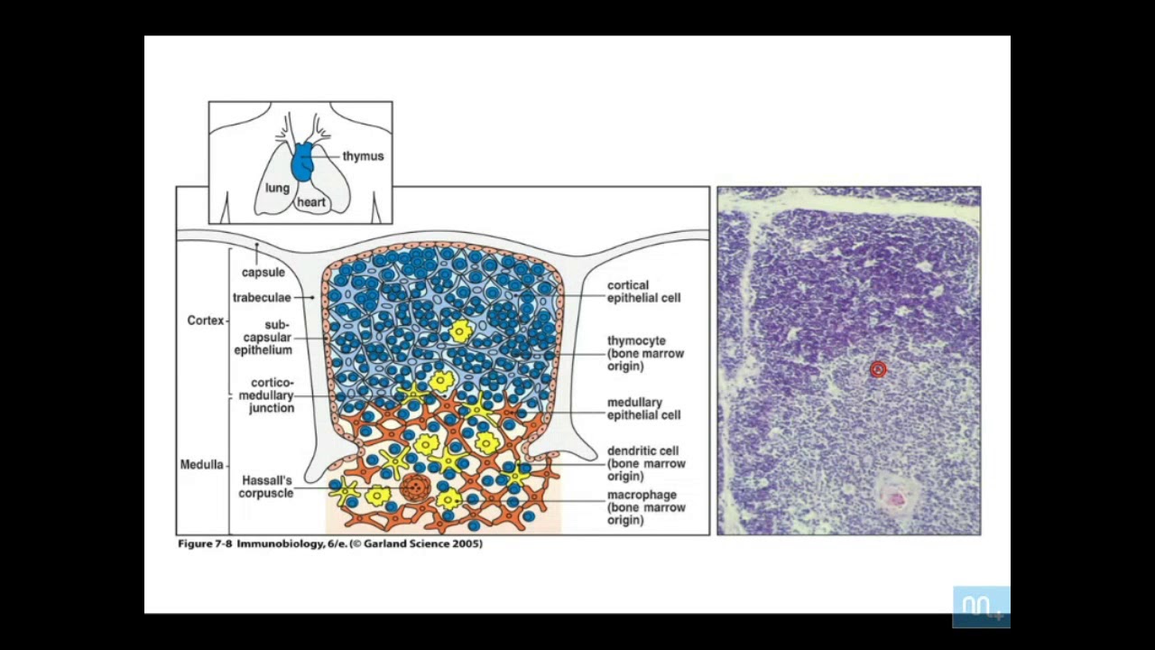 auto immunité et immunoregulation partie 1